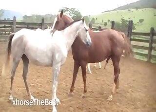 Horses love hardcore bestiality fuck so freaking much - horse animal porn 