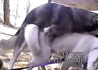 In-your-face sex with a staggering Husky