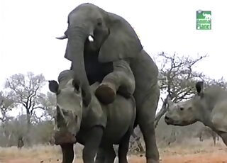 Éléphant Porn