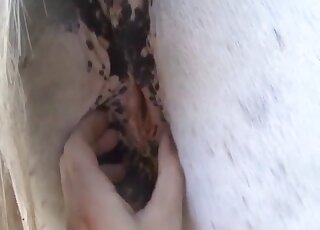 Dude’s penis invades mare pussy up close