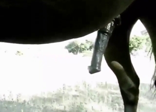 Horse's huge cock gets stroked by a hot dude