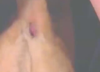 Dude using his bare cock to fuck a dog's hole