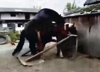 Black horse ruining that other smaller horse