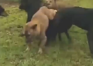 Dog orgy scene with plenty of taboo action