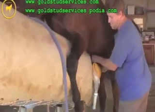 Zoo porn with two horses that screw real hard