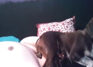 Dog facesitting this horny dude who gets hot