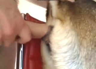 Tight hole animal getting fucked by a hot dude