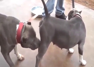 With Pitbulls, it's all about passionate banging