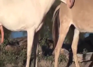 Happy horse mating with doggystyle blasting