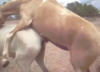 Horse porn movie with real-deal mating in HQ