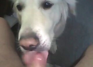 Dog begs for this huge facial