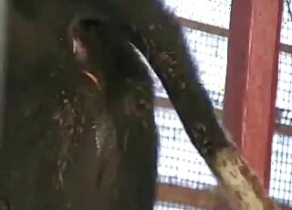 Stimulating a big-bottomed horse in the old barn