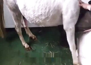 Good horse nicely fucked a pretty passionate chick