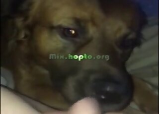 Good brown doggy licks her wide-opened wet pussy