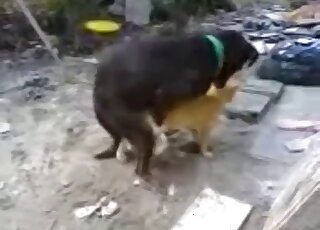 Two nice-looking dogs have fun in the doggy pose