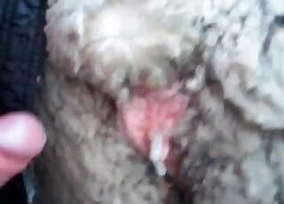 Man Fucks Sheep